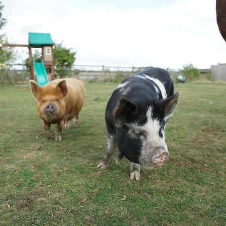 The Piggery Pod Hotel Sittingbourne Kültér fotó