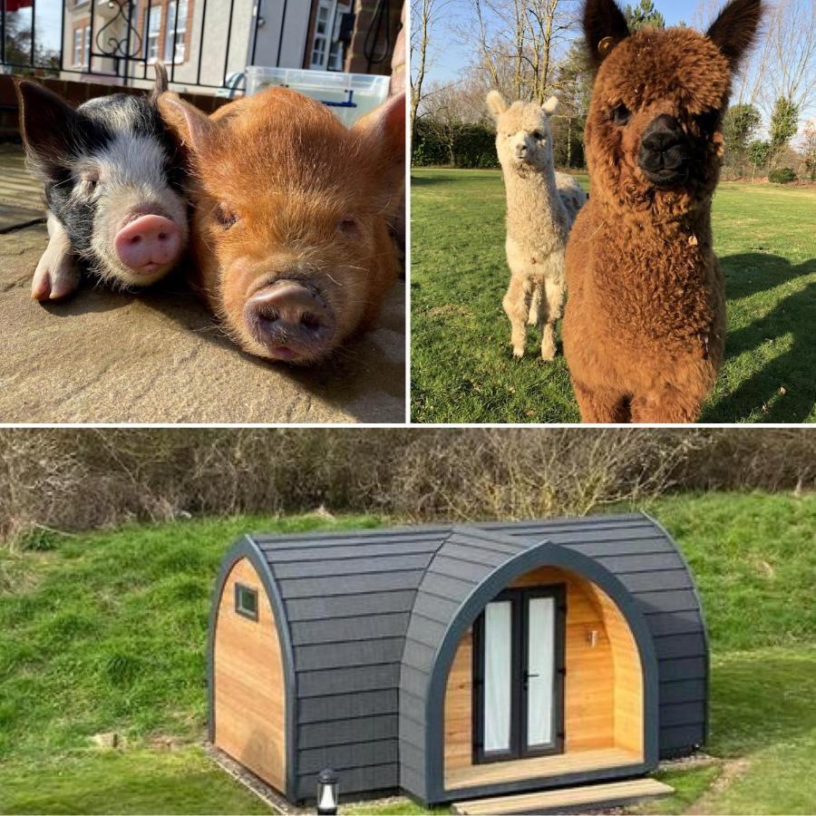 The Piggery Pod Hotel Sittingbourne Kültér fotó